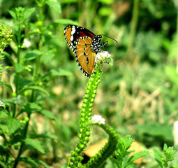small butterfly sitting on green grass field 
