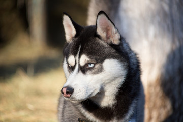 blue-eyed portrait of a husky