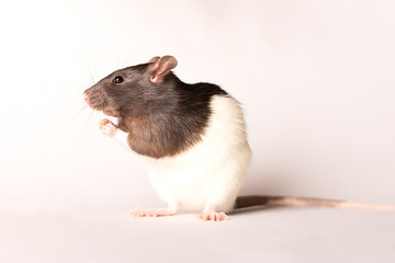 white and grey rat on white background