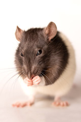 rat eats on white background