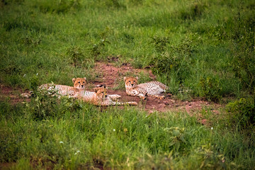 Southwest usa Zion National Park The main part of the park is Zion Canyon surrounded by the walls of the Deertrap, Cathedral and Majestic Mountain mountains. The Virgin River flows through the canyon.
