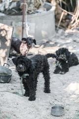 black poor dog focus at first dog