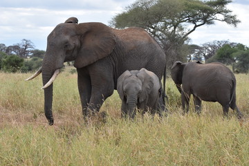 Naklejka na ściany i meble Baby elephant in Tarangire National Park, Tanzania