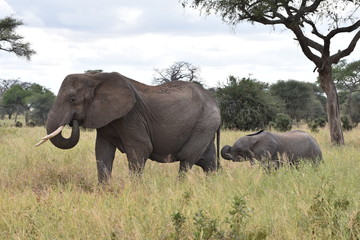 Naklejka premium Baby elephant in Tarangire National Park, Tanzania