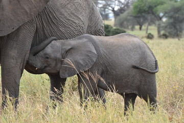 Baby elephant in Tarangire National Park, Tanzania