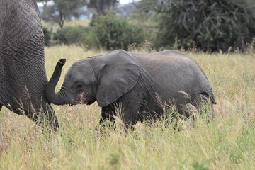 Fototapeta premium Baby elephant in Tarangire National Park, Tanzania