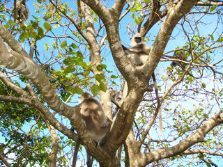 monkey on the trees