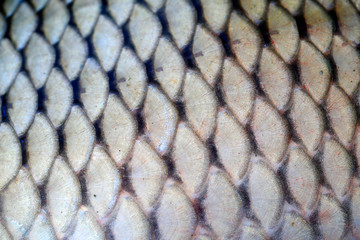 The scales of carp,close-up photo © hanmaomin