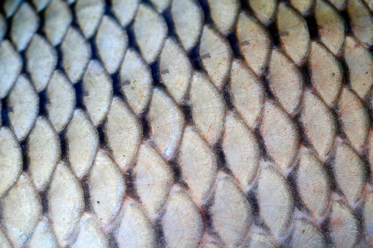 The scales of carp,close-up photo