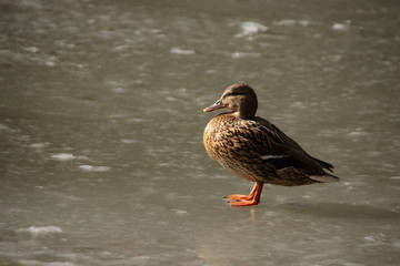 Mallard female stands in profile in spring on ice in sunny weather