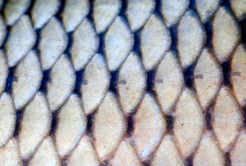 The scales of carp,close-up photo © hanmaomin