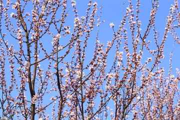 Blooming peach blossoms in the garden