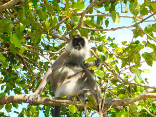 monkeys