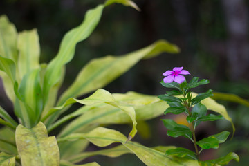 Rosa Catharanthus roseus Vinca