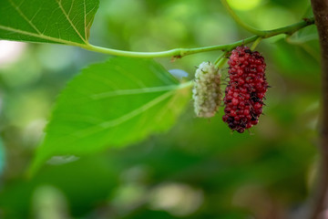mulberry on a branch