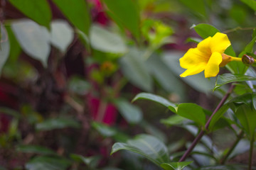 Fototapeta premium Allamanda catártica flor de campana amarilla