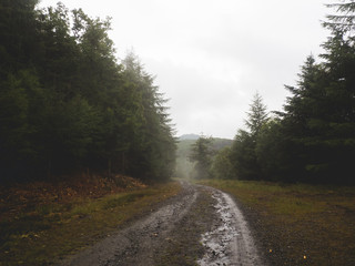 Misty Logging Road in Wales