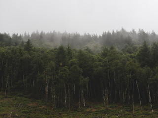 A Misty Welsh Woodland