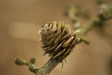 Open pine cone overgrown with moss.