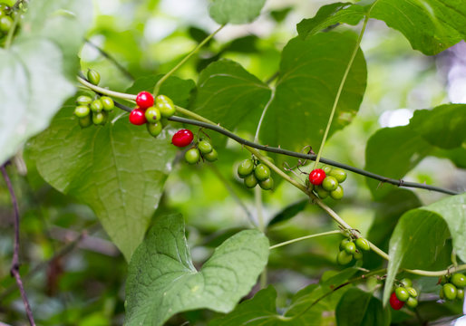 Liana with red poisonous berries Tamus communis
