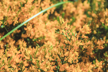 common gorse - small yellow flowers growing in Mallorca, Spain