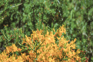 common gorse - small yellow flowers growing in Mallorca, Spain