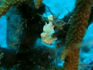 The amazing and mysterious underwater world of Indonesia, North Sulawesi, Manado, frogfish