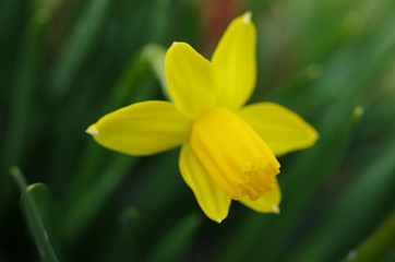 見頃のスイセン