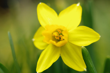見頃のスイセン