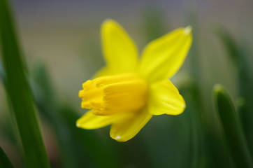 見頃のスイセン