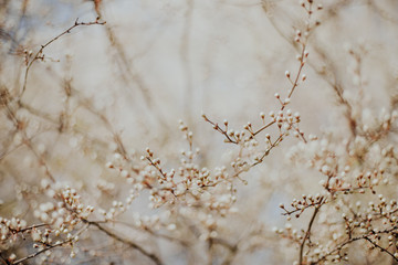 Frühling - Äste mit Knospen