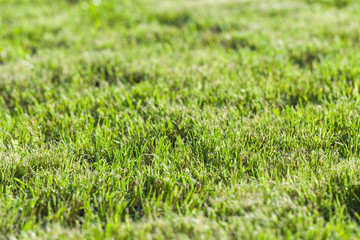 Green summer lawn in a sunlight, background photo