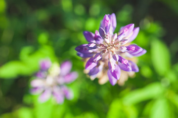 Lupine flowers grow on a meadow
