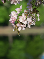 Fototapeta na wymiar Cherry (sakura) blossom trees in the park (garden), pink flowers.