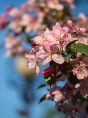 Cherry (sakura) blossom trees in the park (garden), pink flowers.