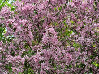 Cherry (sakura) blossom trees in the park (garden), pink flowers.