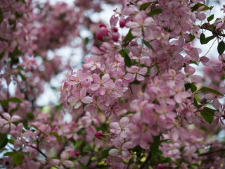 Cherry (sakura) blossom trees in the park (garden), pink flowers.
