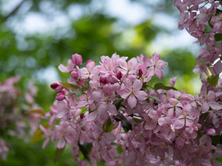 Cherry (sakura) blossom trees in the park (garden), pink flowers.