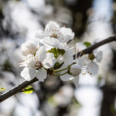 White flowers of a cherry tree on a blurred background