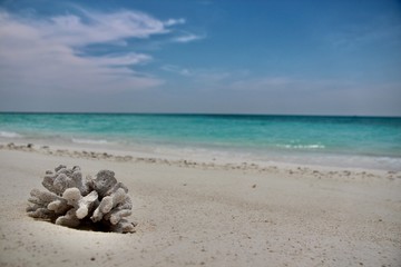 Fototapeta na wymiar Corals on a whitesand beach