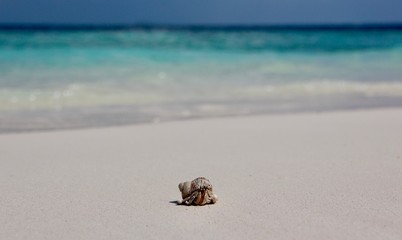Hermit crab on the beach