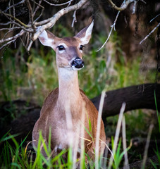 deer in the forest