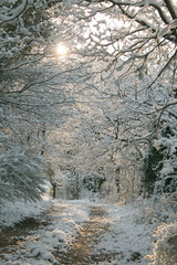 Pathway in the wood with snow at sunrise