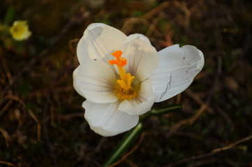blooming white crocus flower in the bud