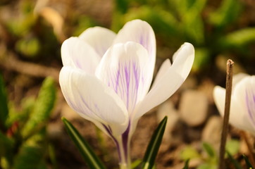 blooming white crocus flower in the bud