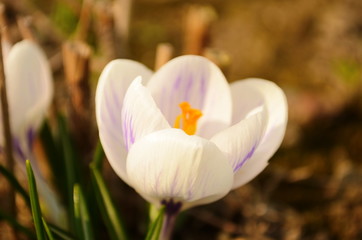 blooming white crocus flower in the bud