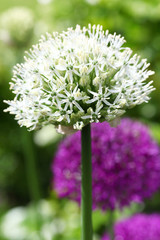 Beautiful view of white and purple allium flowers in the natural perennial cottage, garden