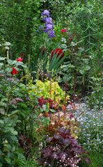 View of a perennial cottage garden with lots of different plants such as roses, iris and colorful heuchera