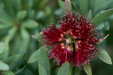 A closeup on Bottlebrush Little John