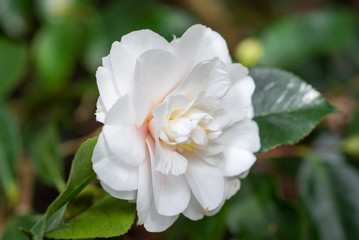 Flower of white camellia japonica Shiro chan